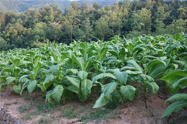 鎮安縣鐵廠鎮:“凈環境、美院落、富口袋” 全力推進秦嶺山水鄉村建設